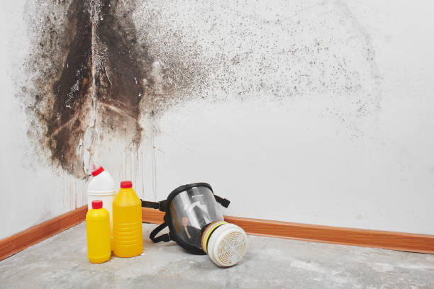 Best Local Mold Removal Service  in Long Valley, NJ