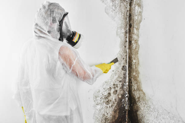 Best Mold Damage Repair  in Long Valley, NJ