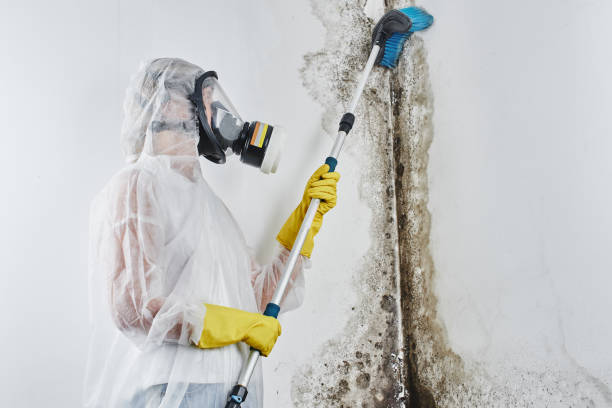 Best Mold Remediation Experts  in Long Valley, NJ