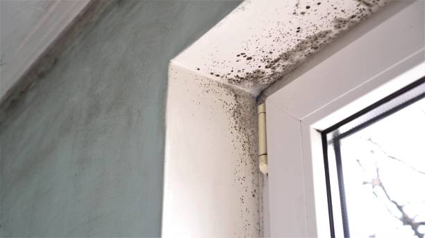 Best Mold Damage Repair  in Long Valley, NJ