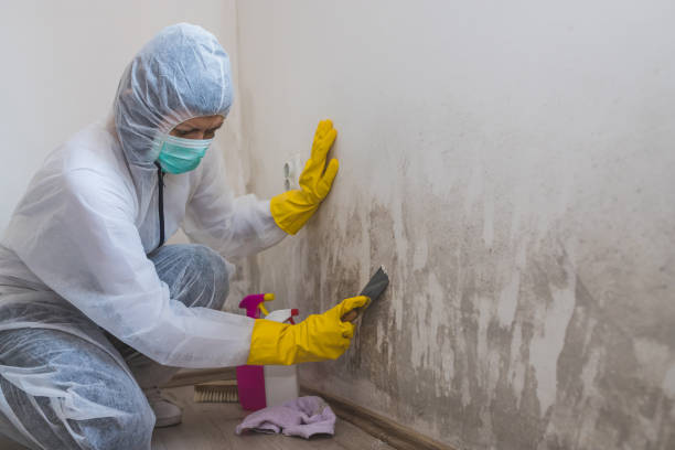 Best Certified Mold Removal  in Long Valley, NJ
