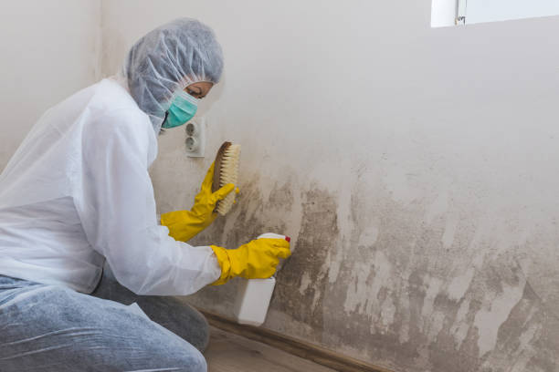 Best Black Mold Removal  in Long Valley, NJ