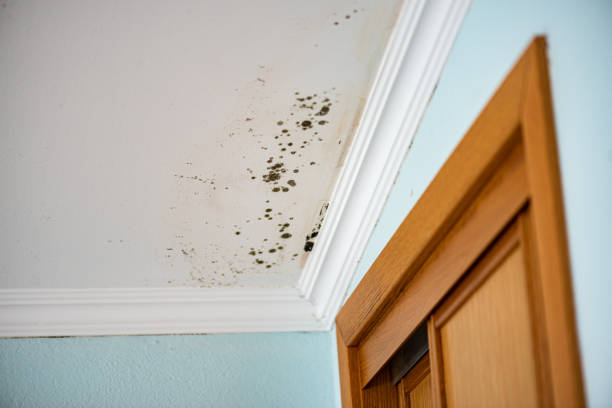 Best Fast Mold Removal  in Long Valley, NJ