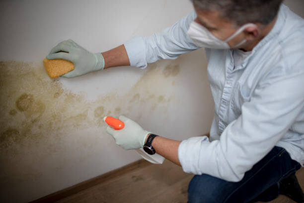 Best Affordable Mold Removal  in Long Valley, NJ