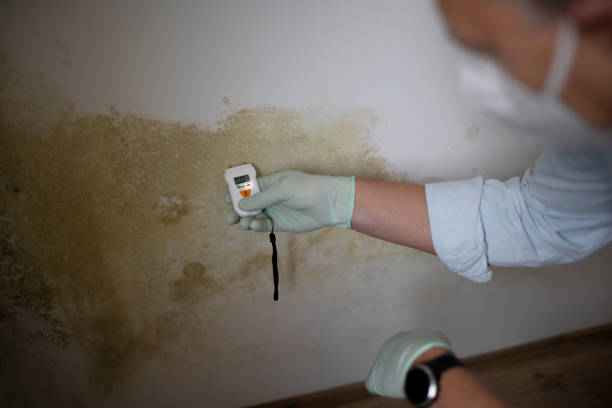 Best Office Mold Removal Services  in Long Valley, NJ