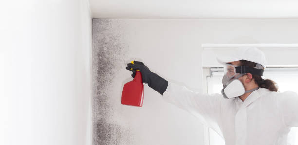 Best Mold Damage Repair  in Long Valley, NJ