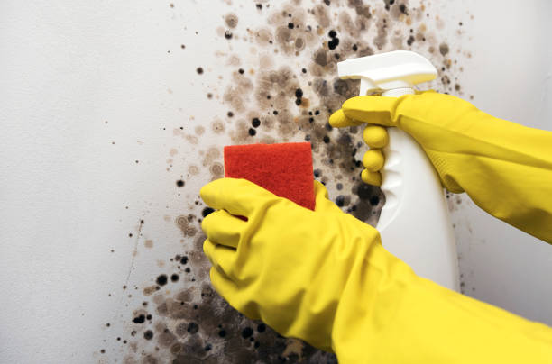 Best Local Mold Removal Service  in Long Valley, NJ