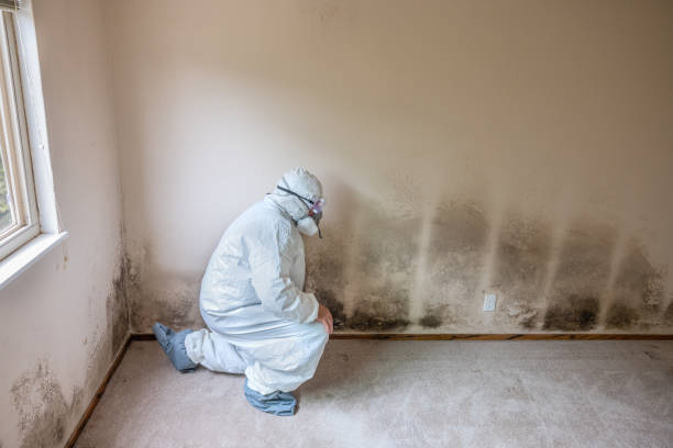 Best Professional Mold Removal  in Long Valley, NJ