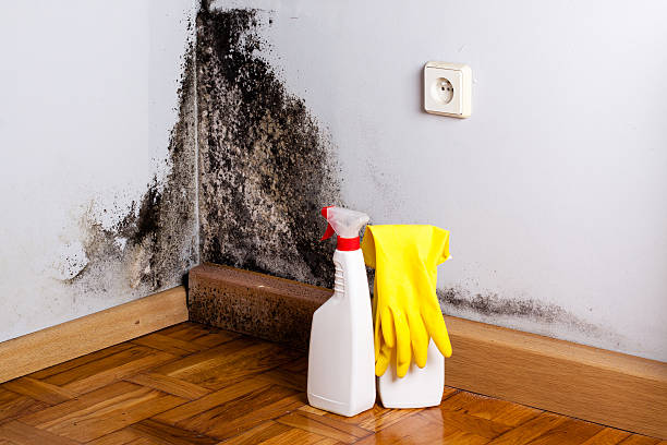 Best Professional Mold Removal  in Long Valley, NJ