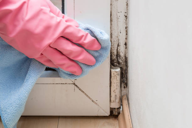 Best Mold Cleaning Services  in Long Valley, NJ