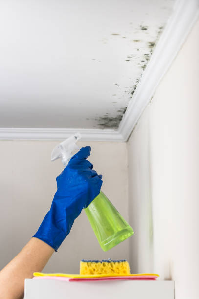 Best Home Mold Removal  in Long Valley, NJ