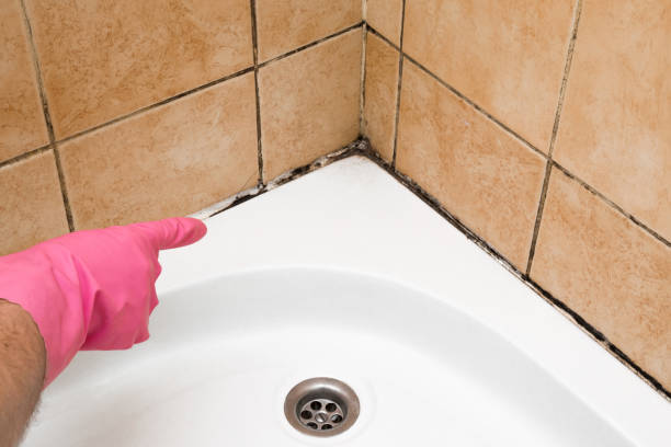 Office Mold Removal Services in Long Valley, NJ